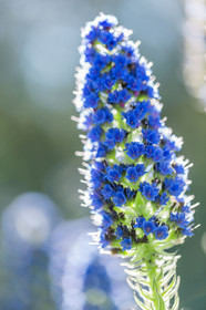 Flore Méditerranéenne