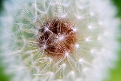 Pissenlit dit Taraxacum