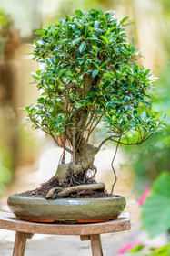 Bonsai Center
