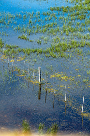 Camargue