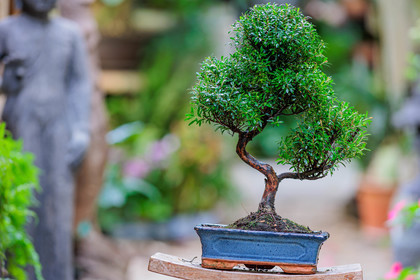 Bonsai