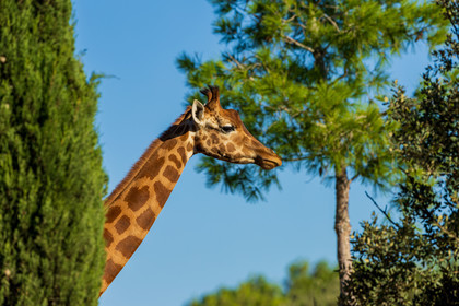 Parc animalier de la Barben