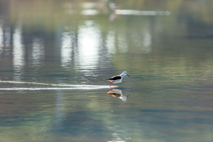 Salins d'Hyères