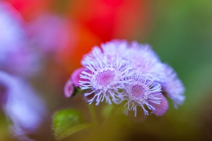 Flore Méditerranéenne