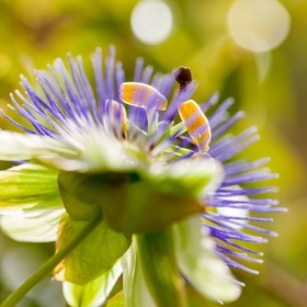 Flore méditerranéenne