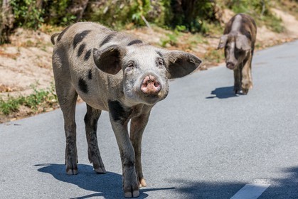 Cochon corse