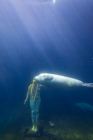 Seaquarium