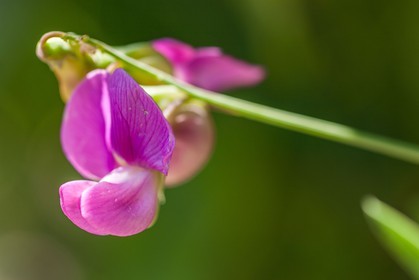 Flore Méditerranéenne
