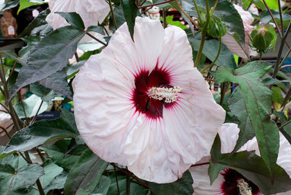 Flore