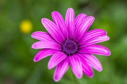 Flore méditerranéenne