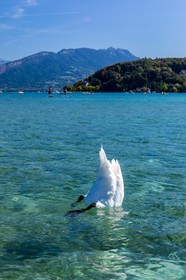 Cygne sur le Lac d'Annecy