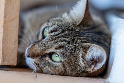 Chat corse