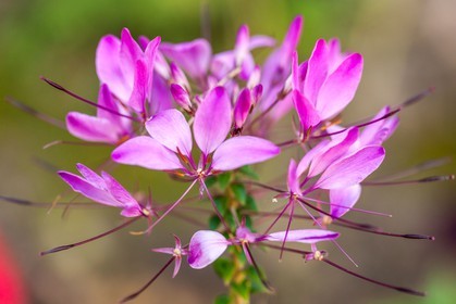 Flore Méditerranéenne