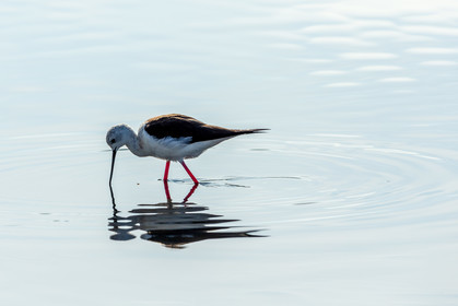 Salins d'Hyères