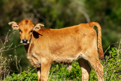Faune corse