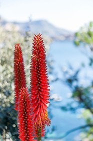 Flore méditerranéenne