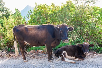 Vache corse