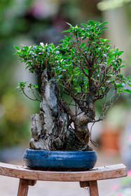 Bonsai