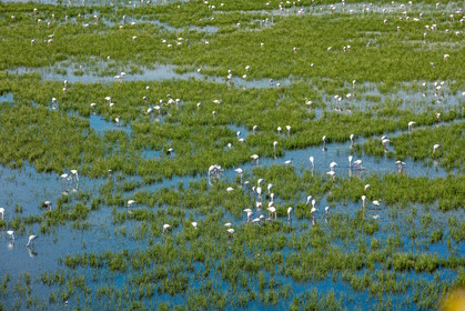 Camargue