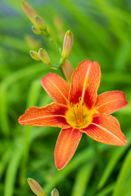 Flore