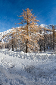 Isola 2000
