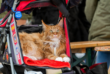 Maine coon