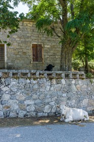 Vaches corses