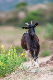 Chèvre corse