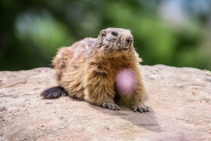 Marmotte, Marmota
