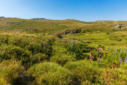 Plateau du Coscione