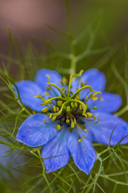 Flore