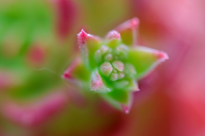 Flore