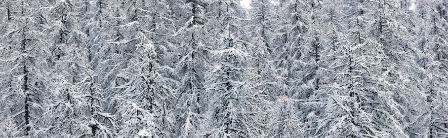 Forêt enneigée