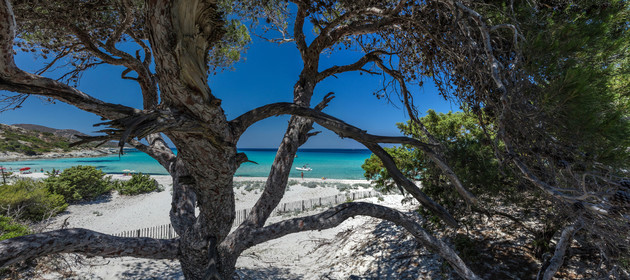 Saleccia