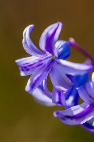 Flore