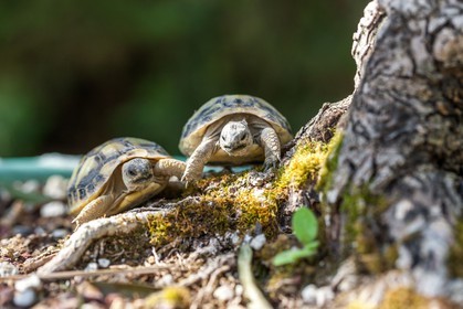 Tortue d'Hermann,Testudo hermanni