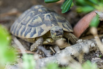 Tortue d'Hermann, Testudo hermanni