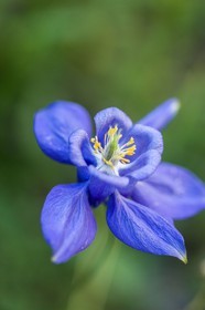 Flore Alpine,Ancolie des Alpes, Aquilegia alpina.