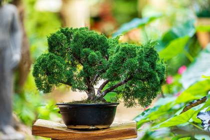 Bonsai Center