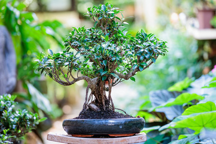 Bonsai Center