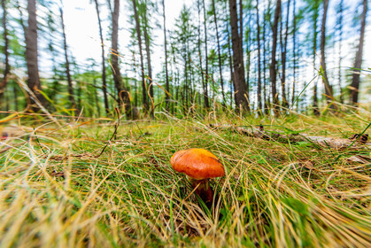 Champignon