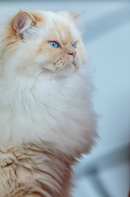 Chat