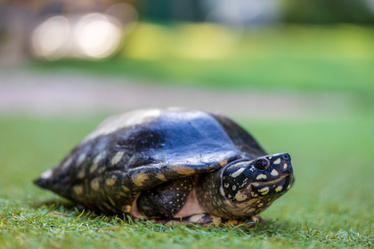 Tortue