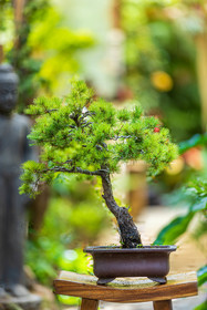 Bonsai Center