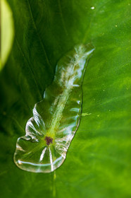 Flore méditerranéenne