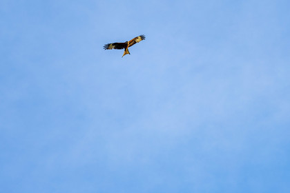Oiseaux