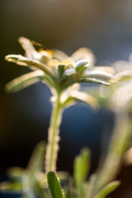 Edelweiss