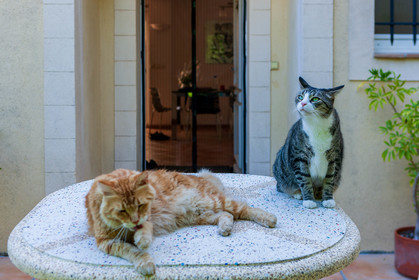 Chats