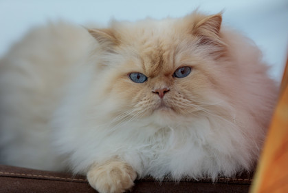 Chat