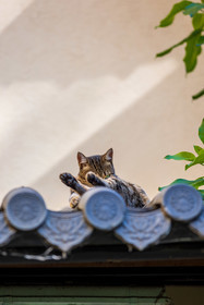 Bonsai